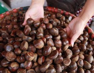 chuyên sỉ lẻ bán hạt dẻ rang